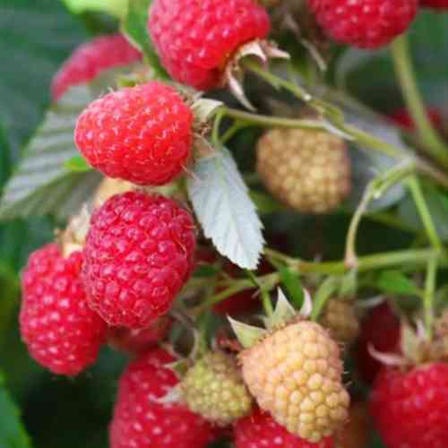 Саджанці малини Нантахала (черенкований) - 1-річний Чернівці