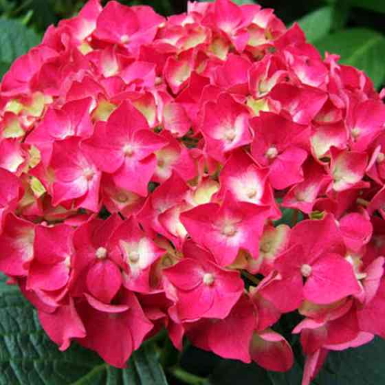 Саджанці гортензії Форевер енд Евер Ред (черенкований) - 1-річний Чернівці