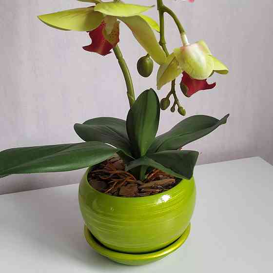 Штучна латексна орхідея VIP в салатовому керамічному кашпо на одну гілку салатово-рожева Дніпро
