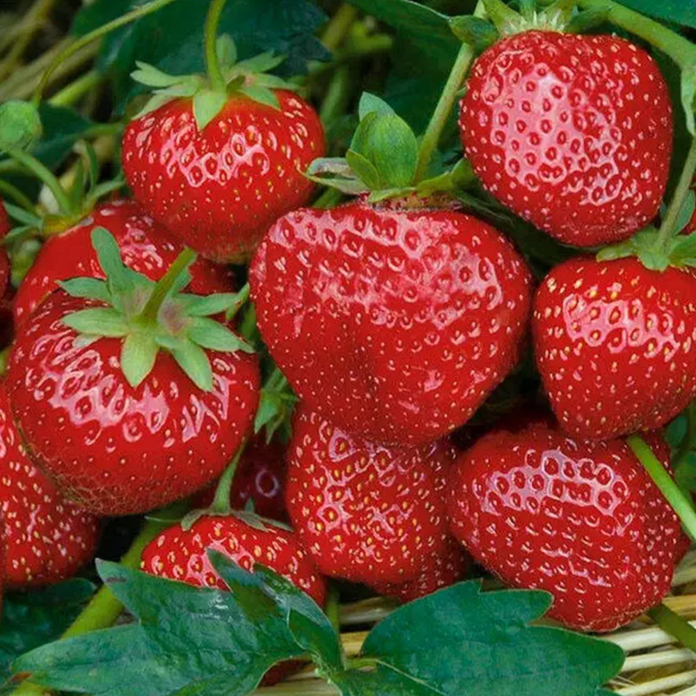 Саженцы клубники Пандора (10 штук) Черновцы - изображение 1