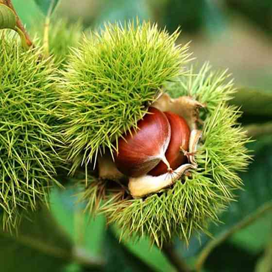 Саженцы каштана Марон (съедобный) - 2-летний Черновцы