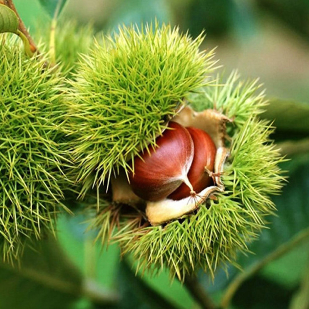 Саженцы каштана Марон (съедобный) - 2-летний Черновцы - изображение 3