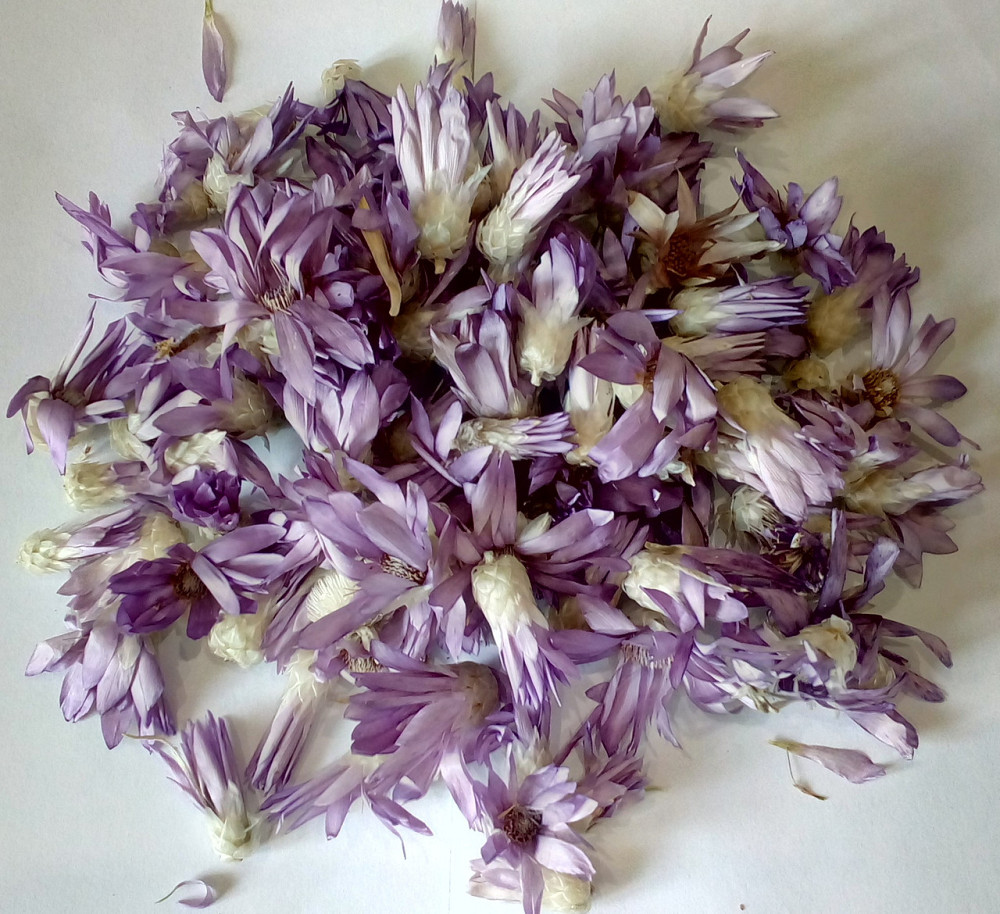 50г., Сухоцвіт / Котячі лапки Київ - фото 1