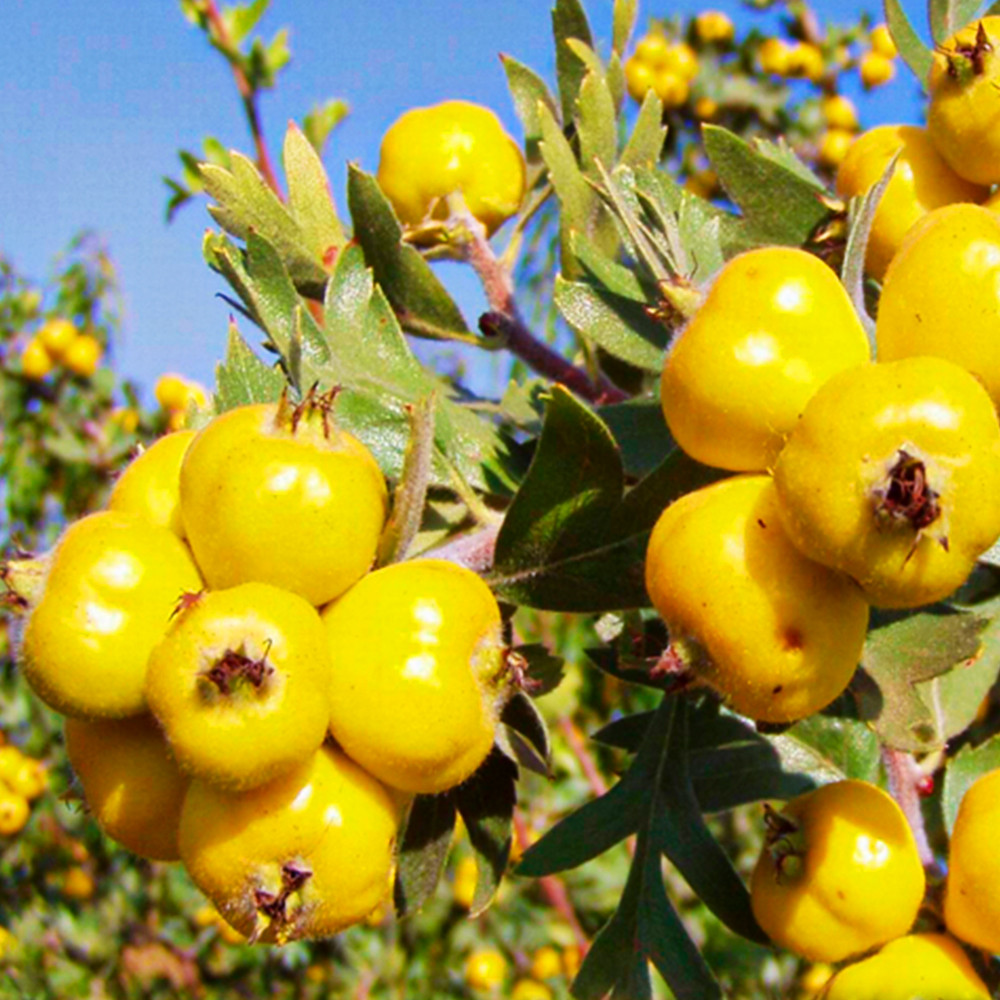 Саженцы боярышника Злато (привитый) - 1-летний Черновцы - изображение 2