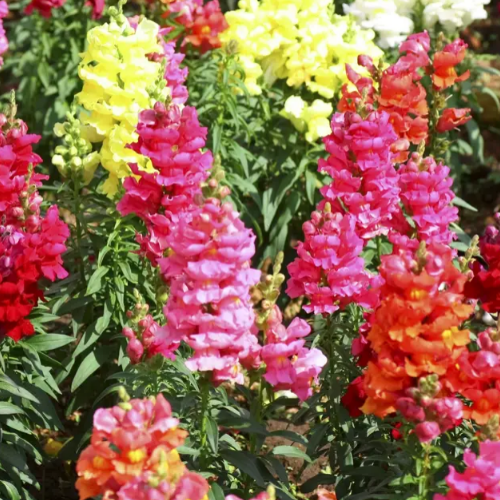 Антіррінум (ротики садові) Веселка суміш 0,3гр Професійне насіння Житомир - фото 2