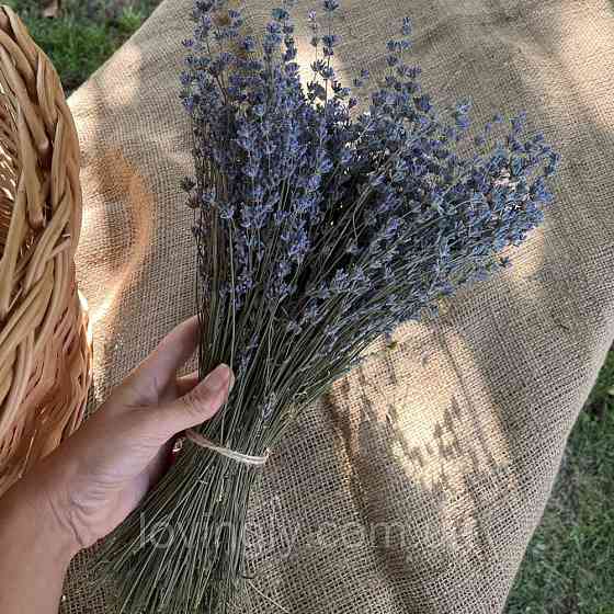 Цветы лаванды оптом на стебле для декора и флористики Ирпень