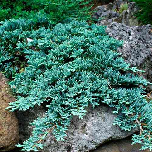 Саджанці ялівцю Айс Блю (черенкований) - 3-річний Чернівці