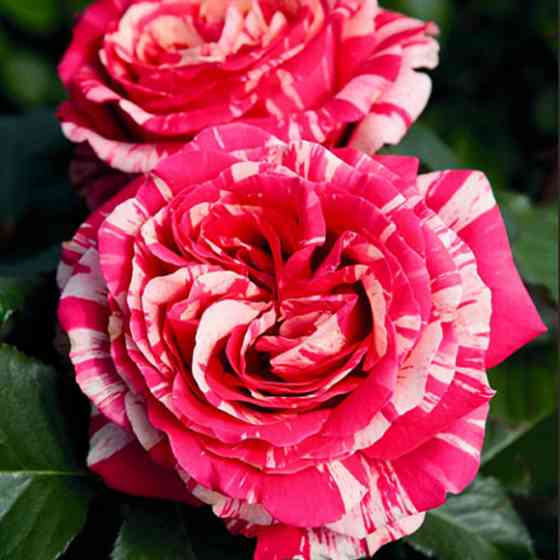 Саженцы чайно-гибридных роз Бест Импрешн (привитый) Черновцы