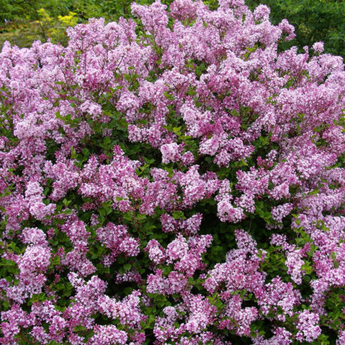 Саджанці бузку Мейєра Палібін (привитий) - 1-річний Чернівці - фото 1