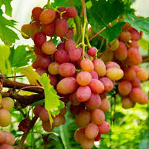 Саженцы винограда Минор (черенкованный) - 2-летний Черновцы - изображение 1