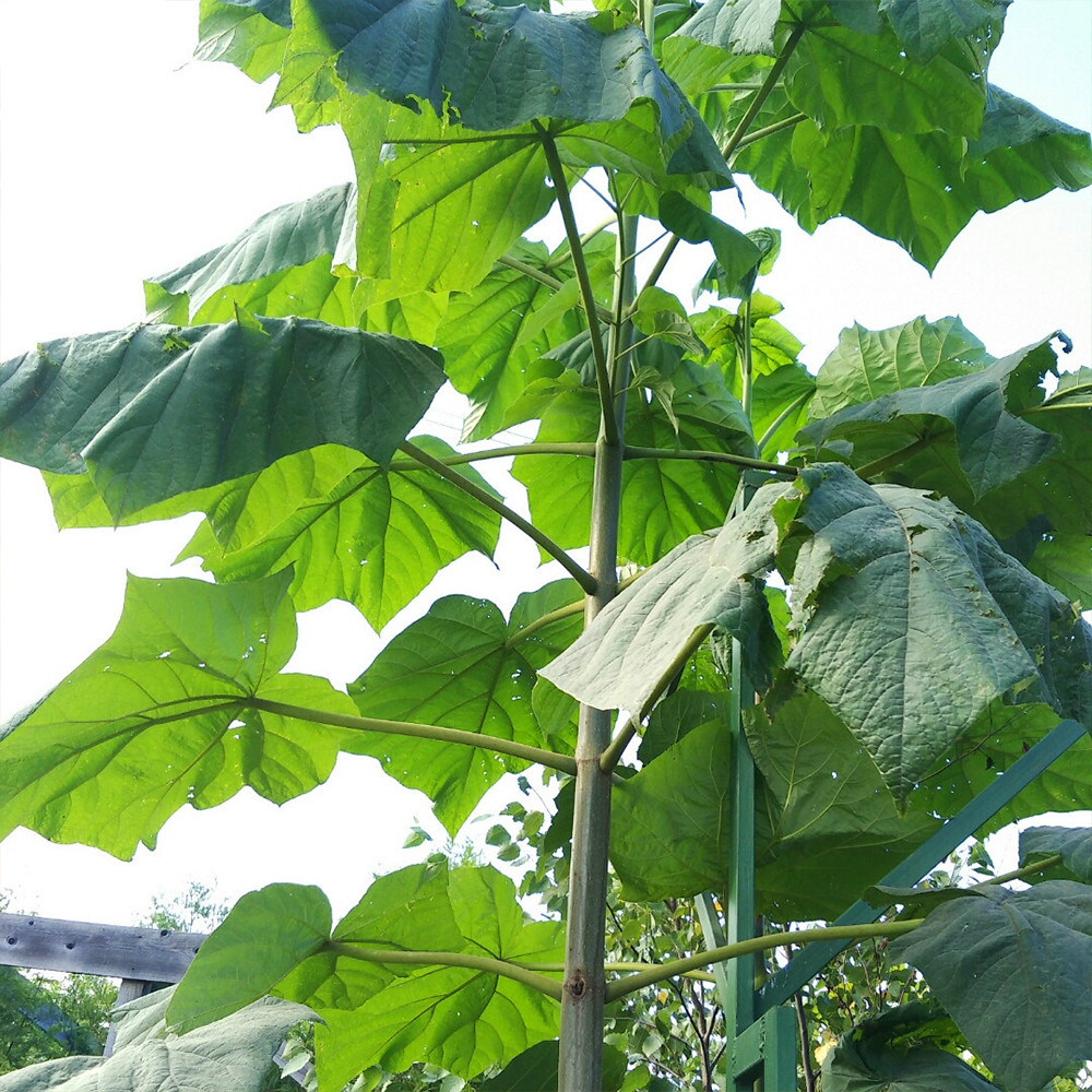 Саджанці павловнії Clone In Vitro 112 Чернівці - фото 1