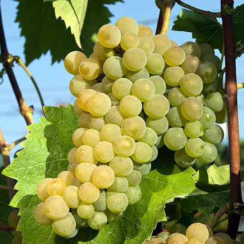 Саженцы винограда Зайбель (черенкованный) - 1-летний Черновцы