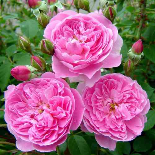 Саджанці троянд Мерлін (привитий) - 2-річний Чернівці