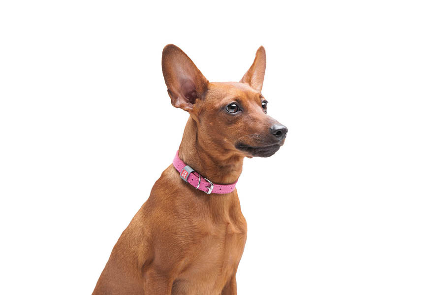 Нашийник для собак шкіряний WAUDOG Classic, Ш 12 мм, Дов 21-29 см рожевий Коломыя - изображение 3