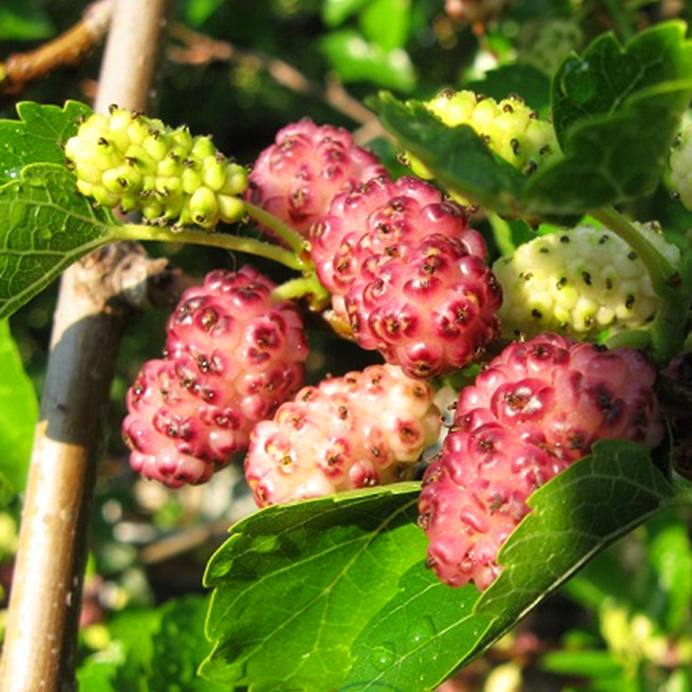 Саджанці шовковиці Рожева Принцеса - 1-річний Чернівці - фото 3