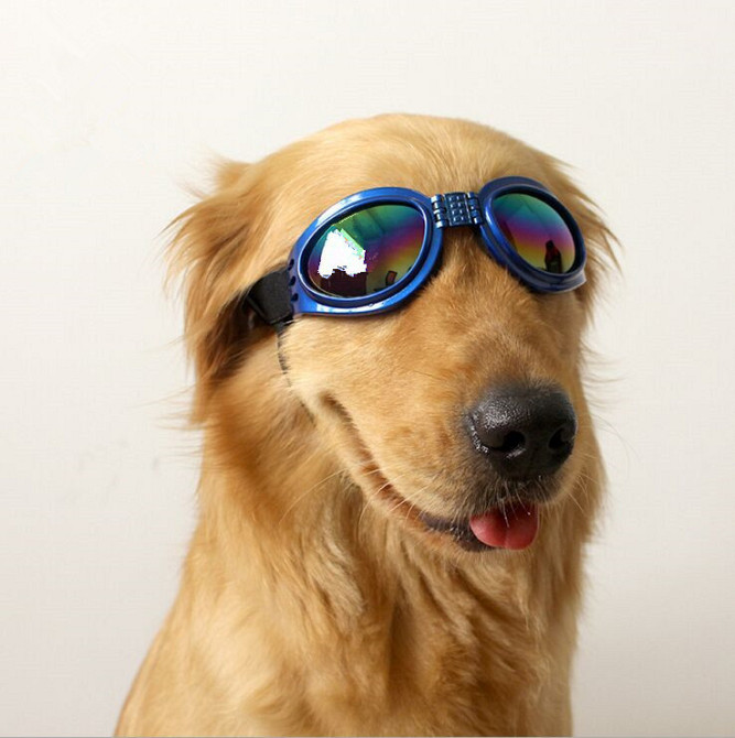 Очки для собак черные Киев - изображение 2