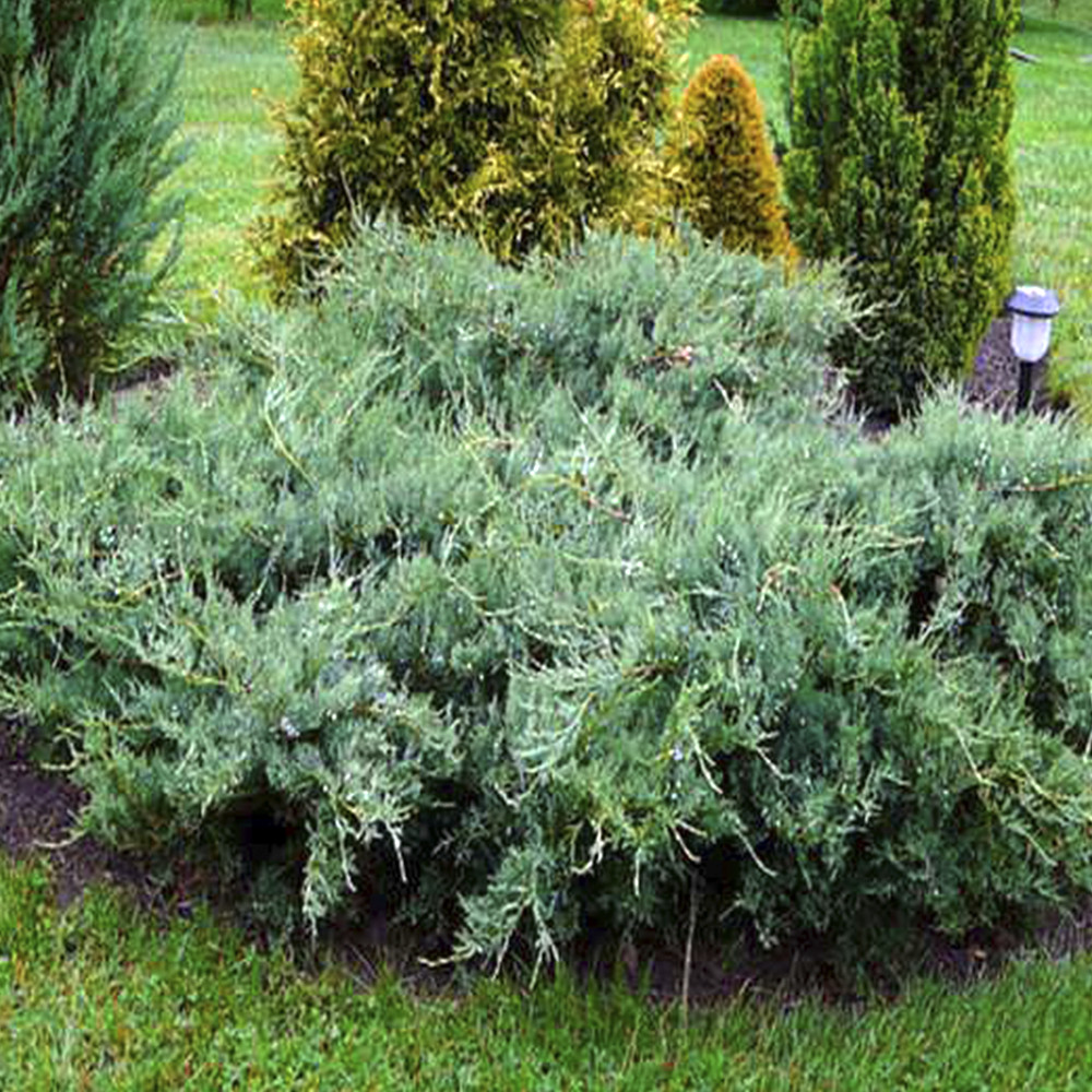 Саженцы можжевельника Грей Оул Черновцы - изображение 1