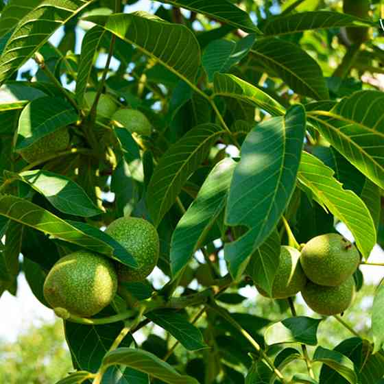 Саженцы грецкого ореха Песчанский - 2-летний Черновцы
