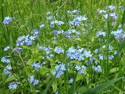 Незабудка полевая,100г master sem Киев - изображение 1