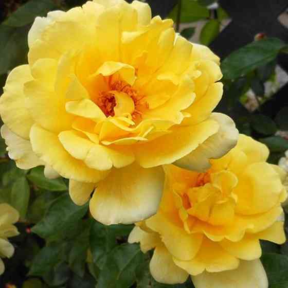 Саженцы роз на штамбе Голден Шауэрс (привитый) Черновцы