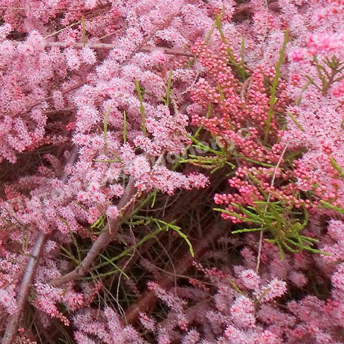 Саджанці тамариксу Літнє Сяйво (черенкований) - 1-річний Чернівці - фото 1