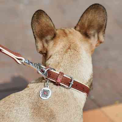 Ошейник для животных WAUDOG Soft с QR паспортом S коричневый (7191) Винница