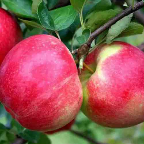 Саженцы яблони Амулет (привитый) - 2-летний Черновцы