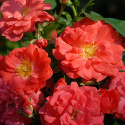 Саджанці троянд Корал Дріфт (привитий) - 2-річний Чернівці - фото 1