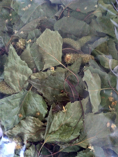 Листя  берези білої (Лист березы белой)100г master sem Киев - изображение 2