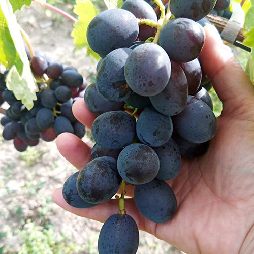 Cаджанці винограду Чорна Хмара (черенкований) - 1-річний Чернівці - фото 1