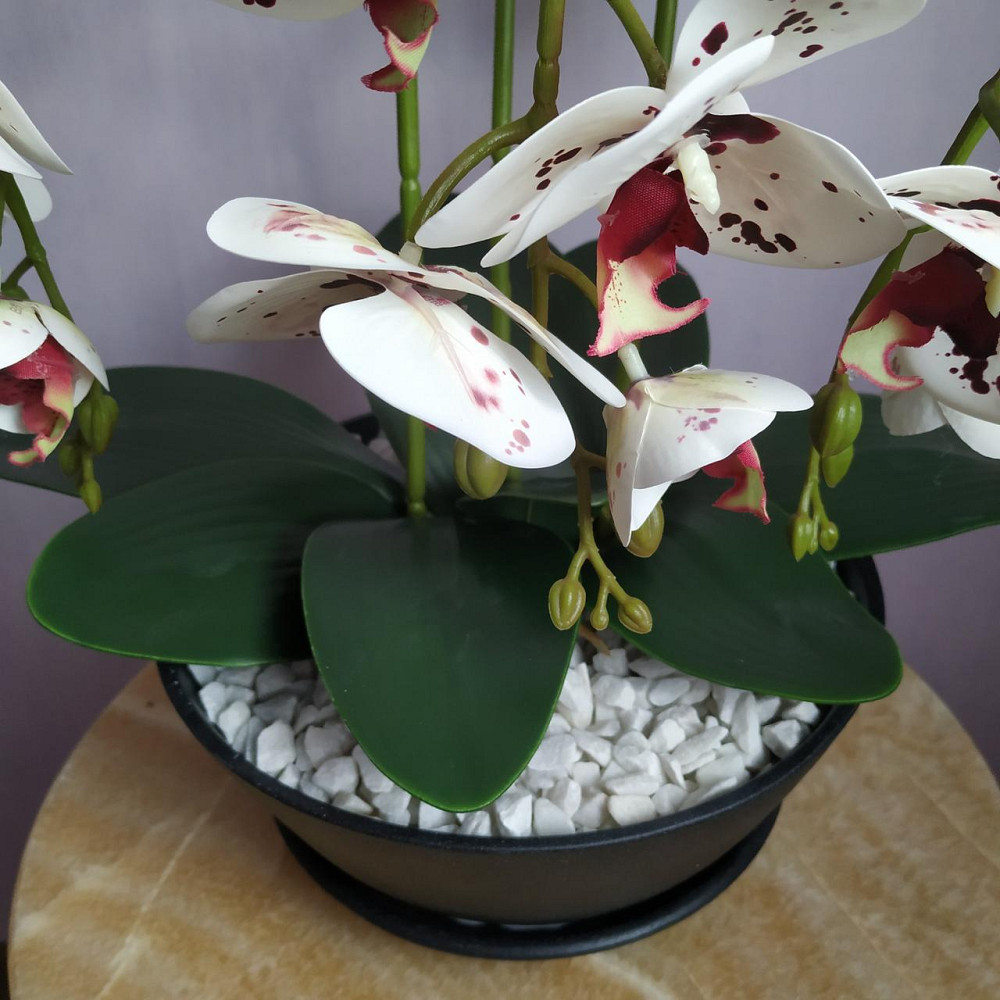 Штучна латексна орхідея VIP у керамічному кашпо графіт на три гілки білих з бордовою точкою Дніпро - фото 2