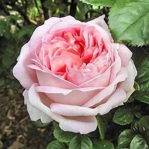 Саджанці троянд Муріам (привитий) - 2-річний Чернівці