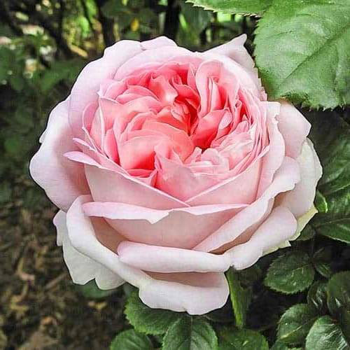 Саженцы роз Муриам (привитый) - 2-летний Черновцы - изображение 1