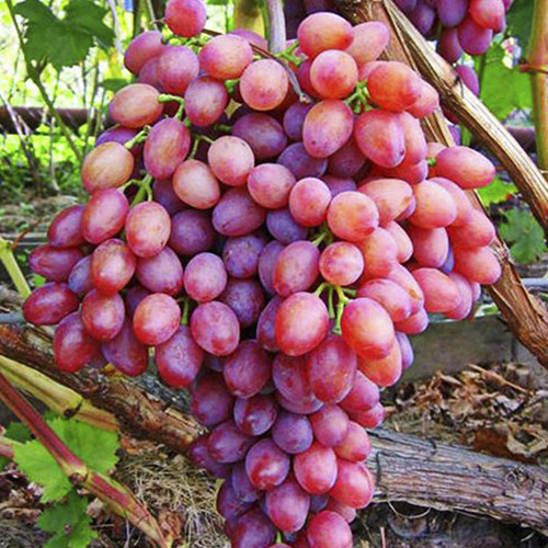 Cаджанці винограду Кішміш Променистий (черенкований) - 1-річний Чернівці - фото 2