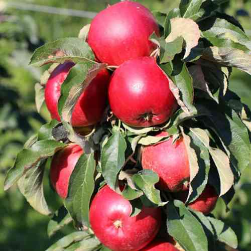 Саженцы колонновидной яблони Виктория (привитый) - 1-летний Черновцы