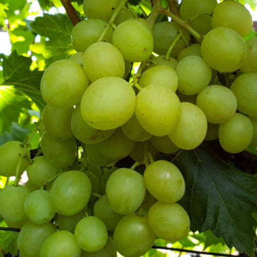 Cаджанці винограду Медовий (черенкований) - 1-річний Чернівці - фото 1