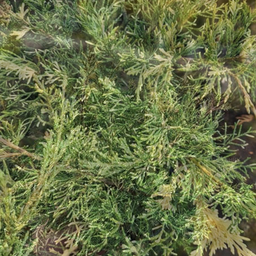 Саджанці ялівцю Вілла Марі (черенкований) - 3-річний Чернівці - фото 1