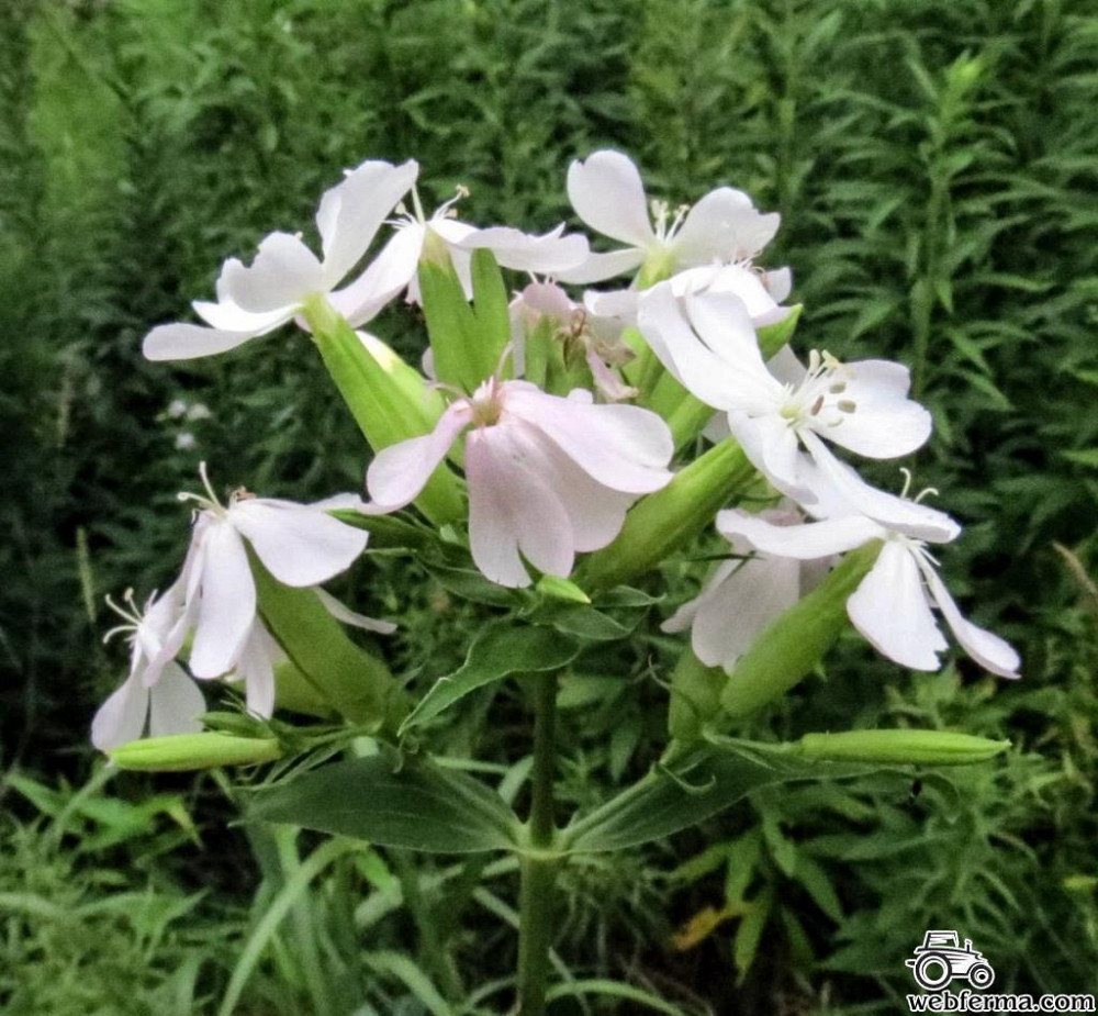 Мыльнянка лекарственная (Мильнянка лікарська) 100г master sem Киев - изображение 1