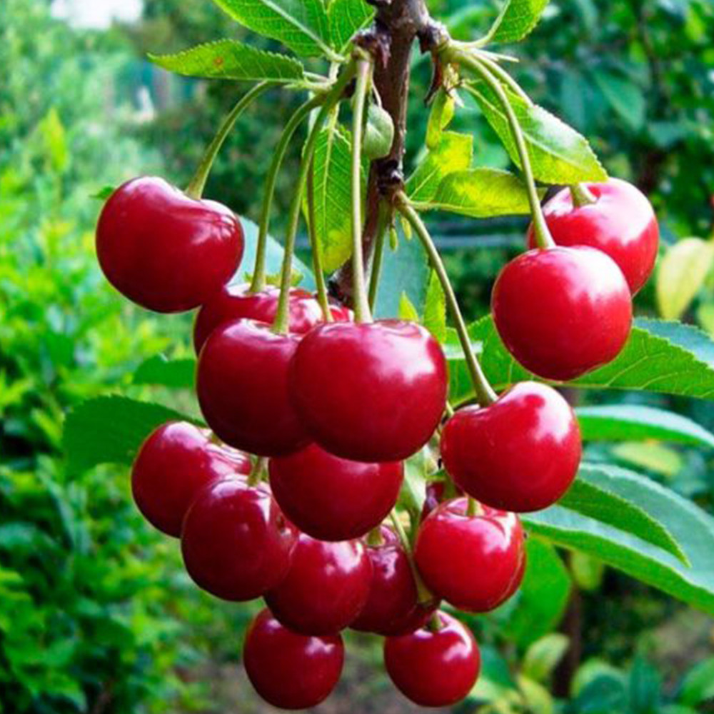 Саджанці вишні Балатон (привитий) - 1-річний Чернівці - фото 1