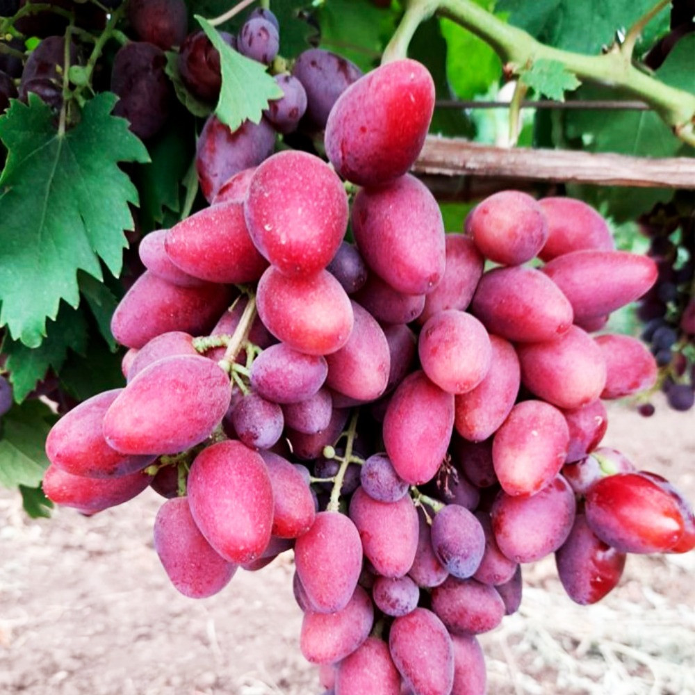 Саженцы винограда Талдун (черенкованный) - 2-летний Черновцы - изображение 2