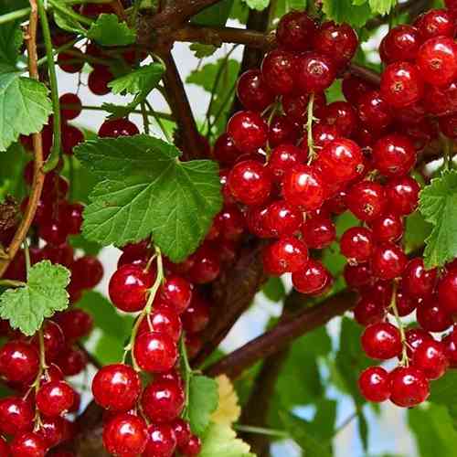 Саженцы смородины Рубиновая (черенкованный) - 1-летний Черновцы