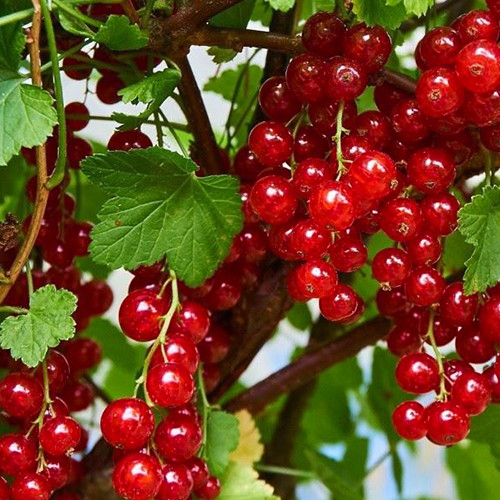 Саженцы смородины Рубиновая (черенкованный) - 1-летний Черновцы - изображение 1