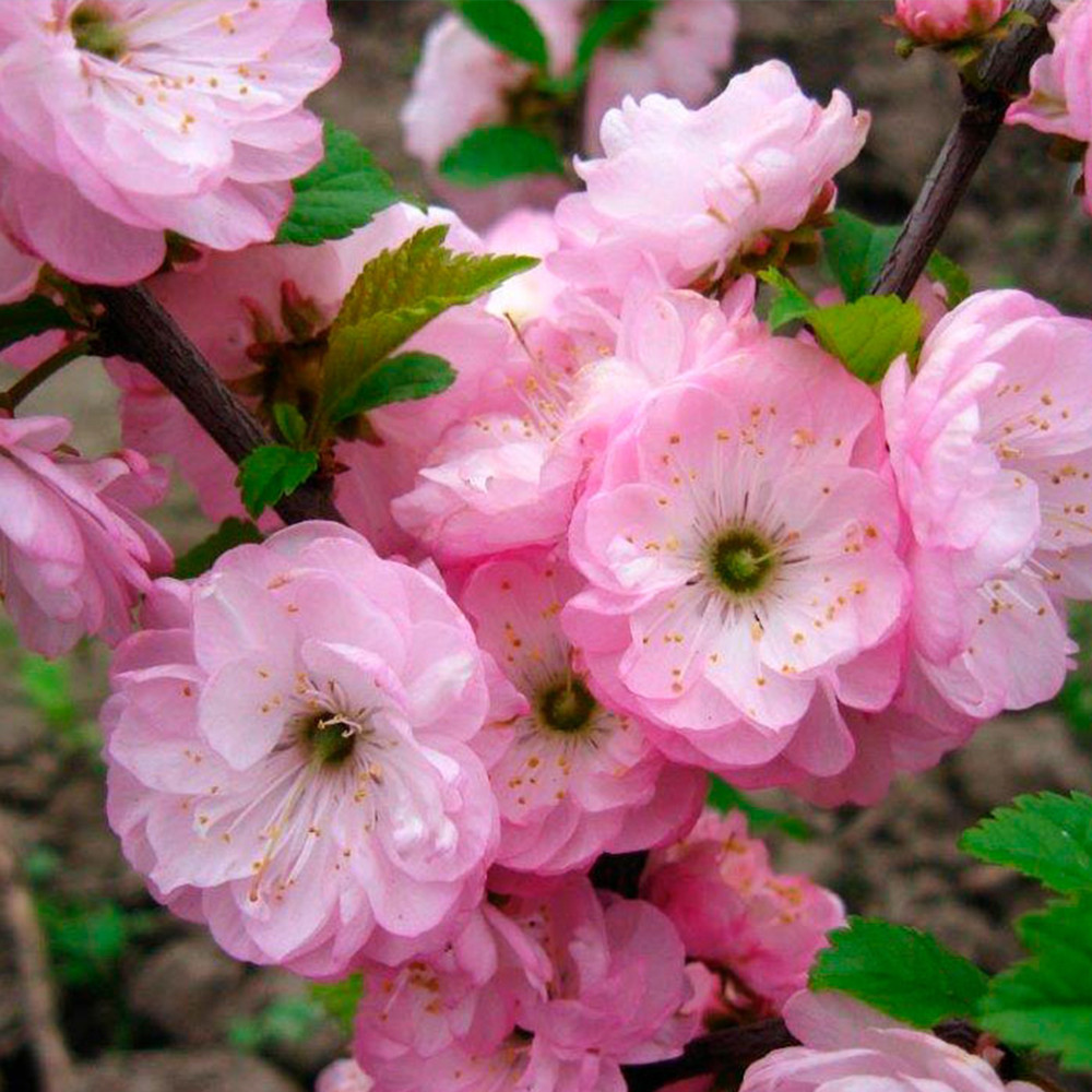 Саджанці декоративного мигдалю на штамбі Рожевий Квітучий (привитий) Чернівці - фото 2
