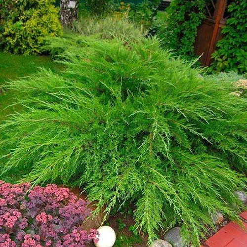 Саджанці ялівцю Мінт Джулеп (черенкований) - 3-річний Чернівці - фото 1