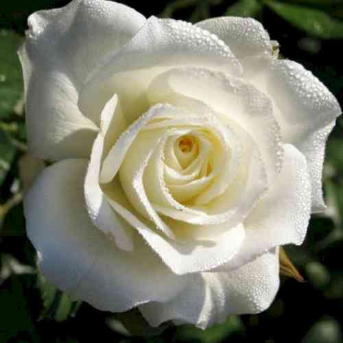 Саджанці троянд Маруся (привитий) - 2-річний Чернівці