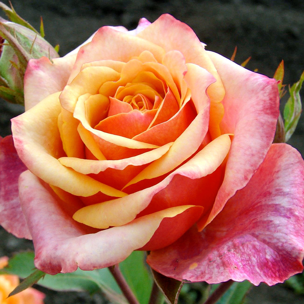 Саженцы чайно-гибридных роз Черри Бренди (привитый) Черновцы - изображение 3