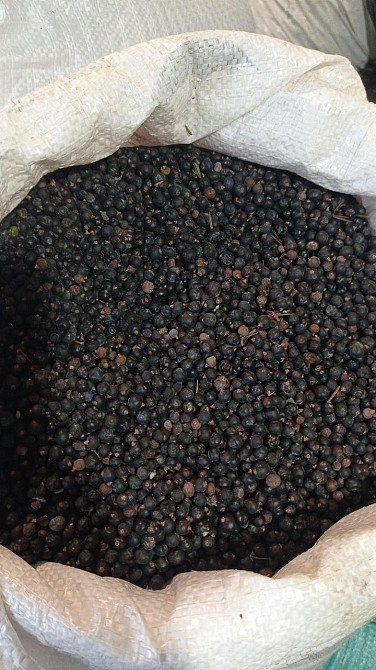 1кг., Можжевельник обыкновенный / Можельник (сырая ягода), 2024 MasterSEM Киев - изображение 1