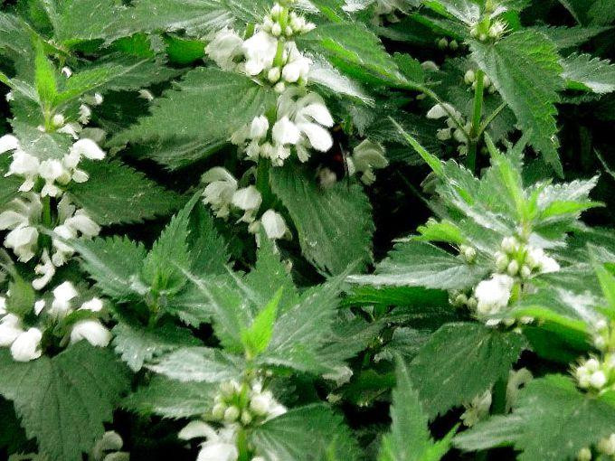 Яснотка біла (трава) (Яснотка белая) 100г master sem Киев - изображение 1