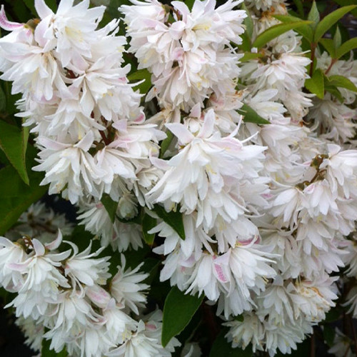 Саджанці дейції Амурензіс (черенкований) - 1-річний Чернівці - фото 1
