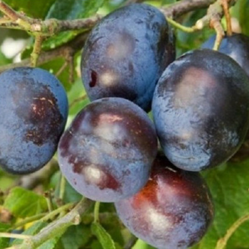 Саженцы сливы Штутгарт (привитый) - 1-летний Черновцы - изображение 3